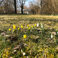 Winterlinge und Schneeglckchen