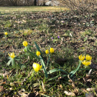 Winterlinge