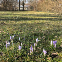 Elfenkrokusse