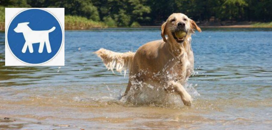 Planschender Hund