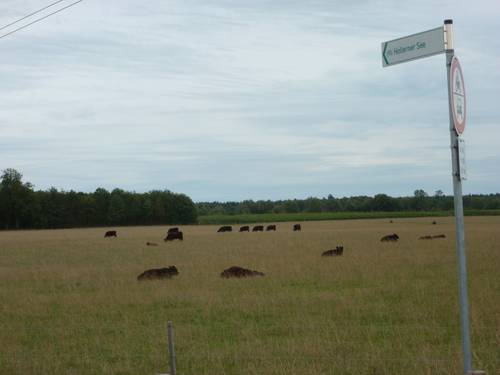Zum See hier links - einer der neuen Wegweiser an der Hollerner Strae